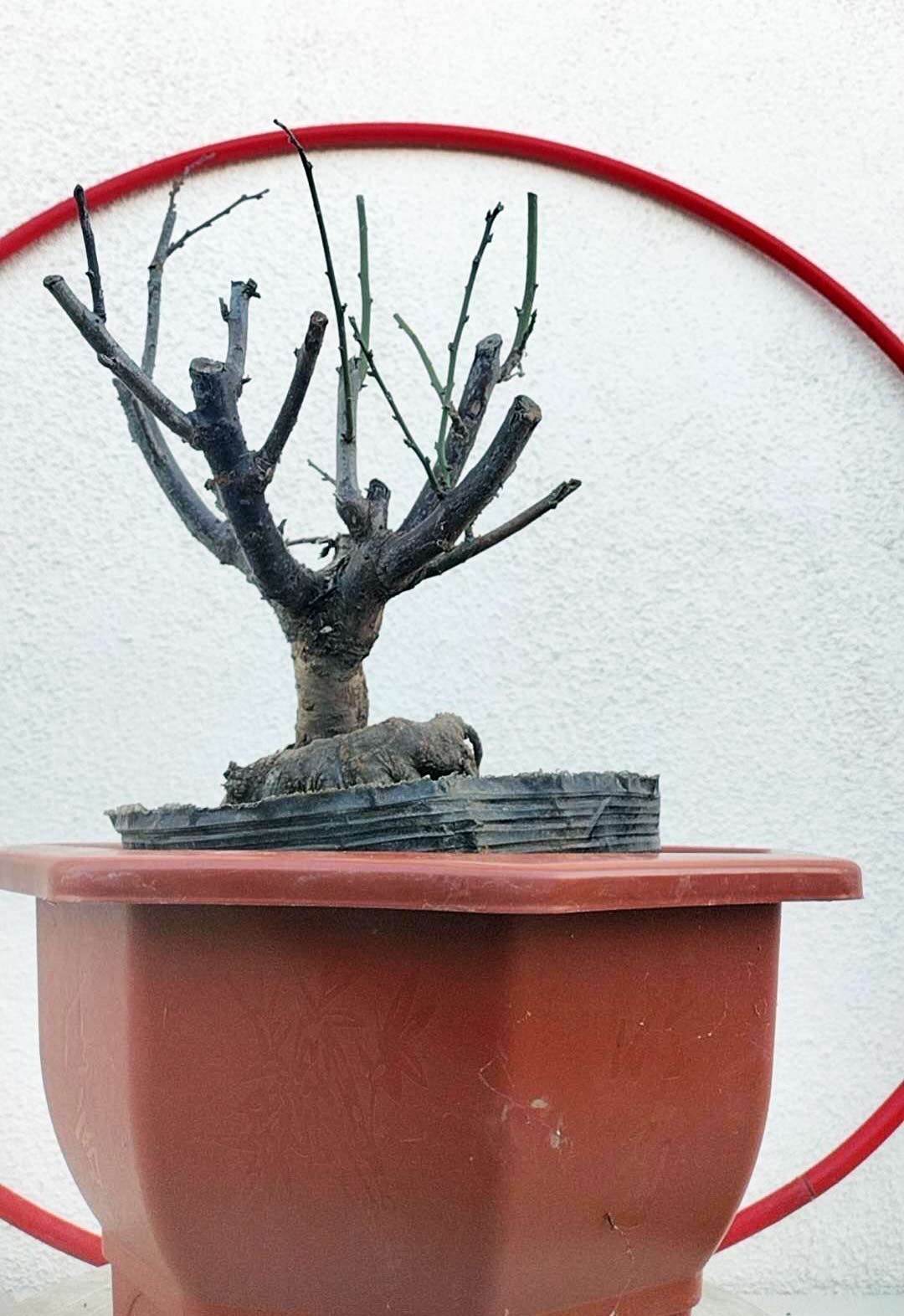 Rare Pink white Japanese Apricot Bonsai (Prunus mume) 6+ year old Double Color Grafted