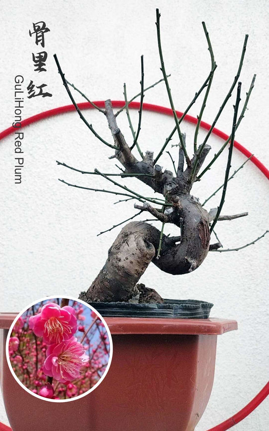 Rare Red GuLiHong Japanese Apricot Bonsai (Prunus mume) – 15+ Year Old Flowering Specimen