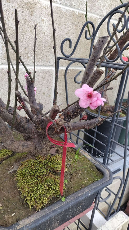 Rare MeiRen Japanese Apricot Bonsai (Prunus mume) – 8+ Year Old with Buds