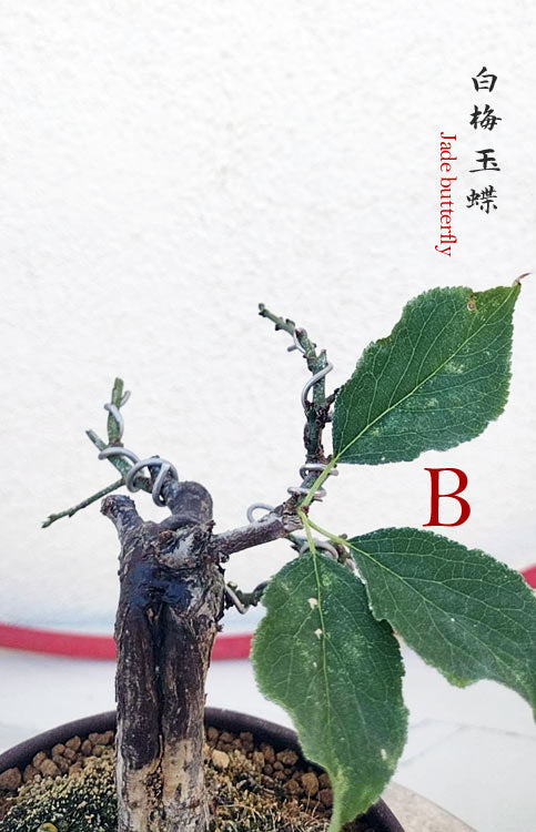 Rare Jade Butterfly Japanese Apricot Bonsai (Prunus mume) with pot – 8+ Year Old CYMUS Orchids Sale