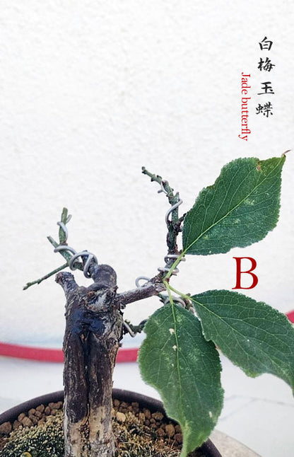 Rare Jade Butterfly Japanese Apricot Bonsai (Prunus mume) with pot – 8+ Year Old CYMUS Orchids Sale