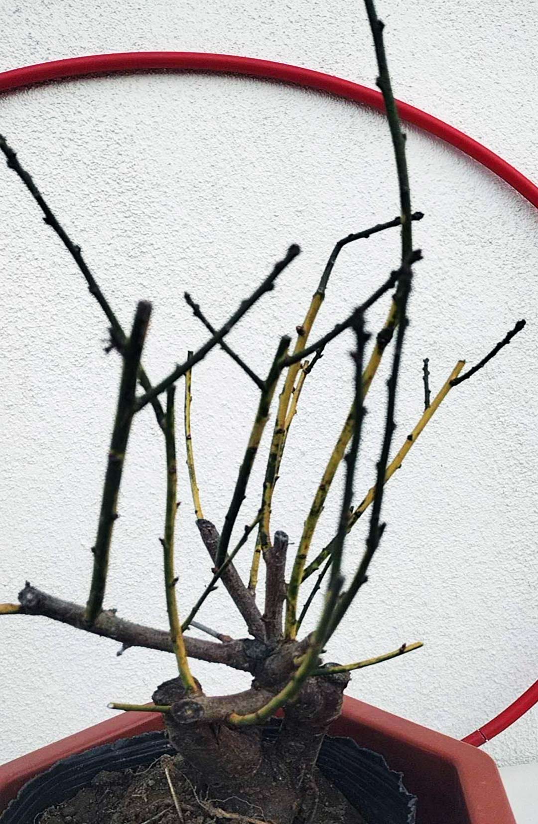 Rare 'Golden Brocade Branches' Japanese Apricot Bonsai (Prunus mume) – 8+ Year Old with Buds