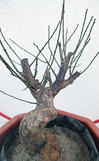 Rare Red-Bearded Zhusha Japanese Apricot Bonsai (Prunus mume) – 12+ Year Old with Buds