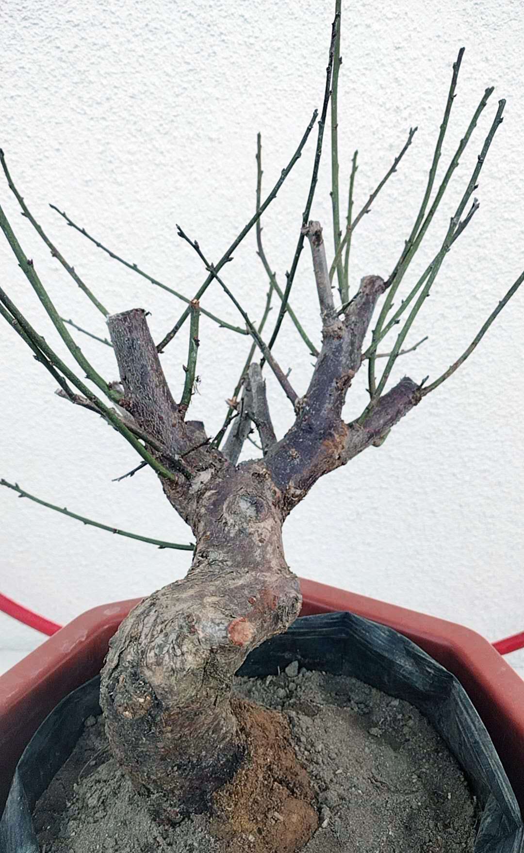 Rare Red-Bearded Zhusha Japanese Apricot Bonsai (Prunus mume) – 12+ Year Old with Buds