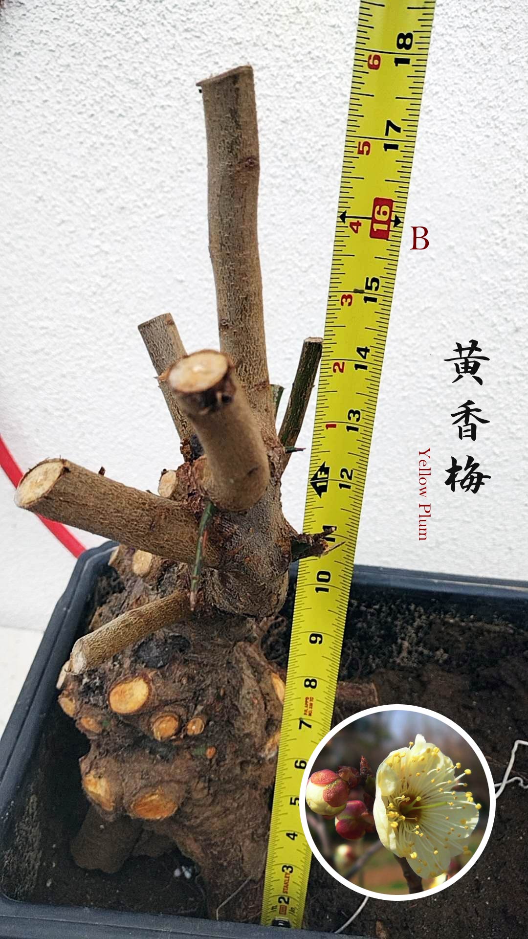 Rare Huang Xiangmei Japanese Apricot Bonsai (Prunus mume) 黄香梅 20+ year old