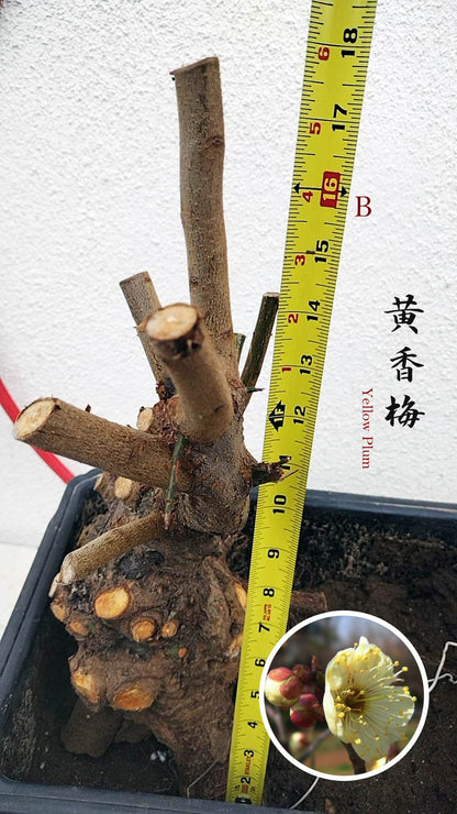 Rare Huang Xiangmei Japanese Apricot Bonsai (Prunus mume) 黄香梅 20+ year old