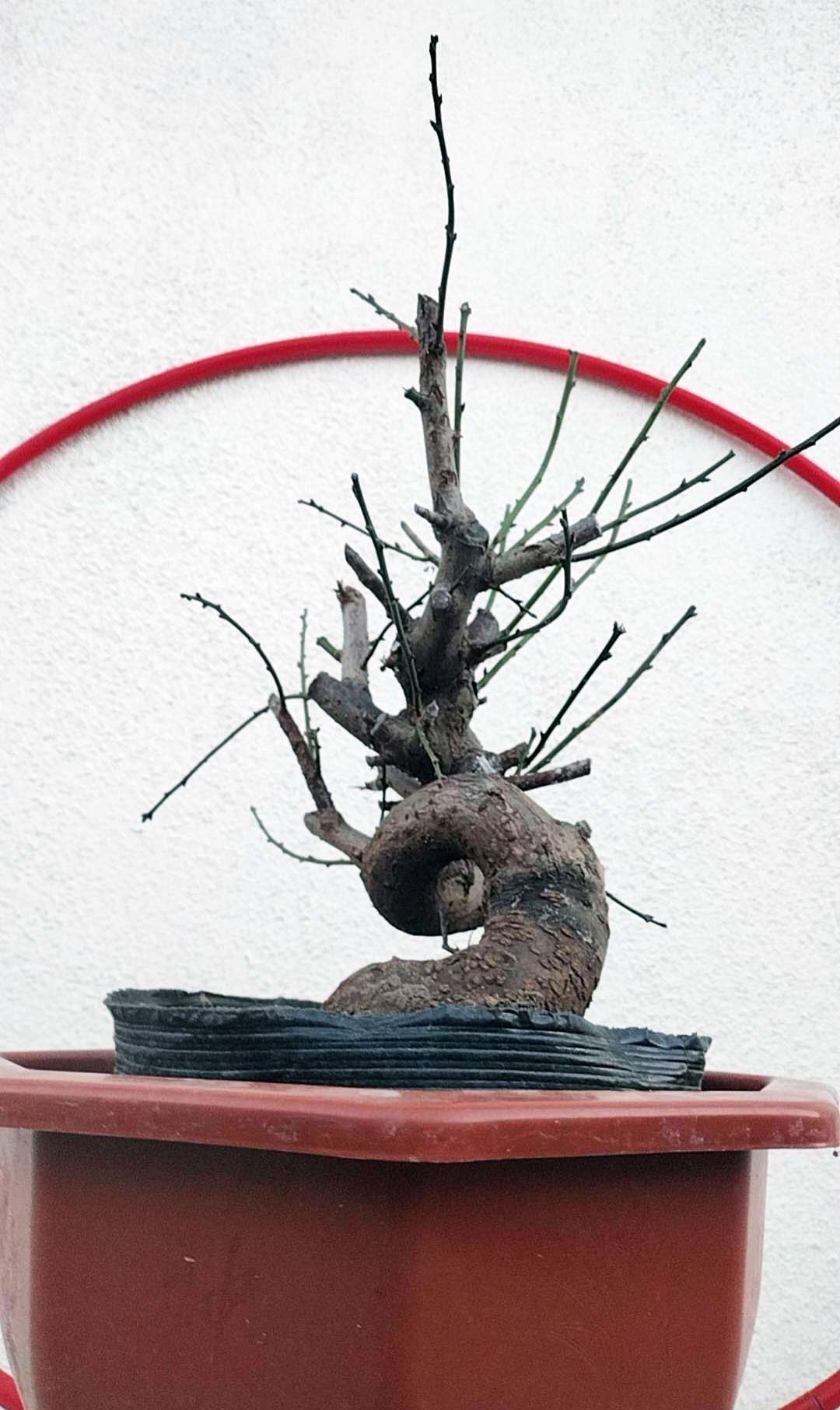 Rare Red GuLiHong Japanese Apricot Bonsai (Prunus mume) – 15+ Year Old Flowering Specimen