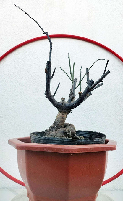 Rare Pink white Japanese Apricot Bonsai (Prunus mume) 6+ year old Double Color Grafted