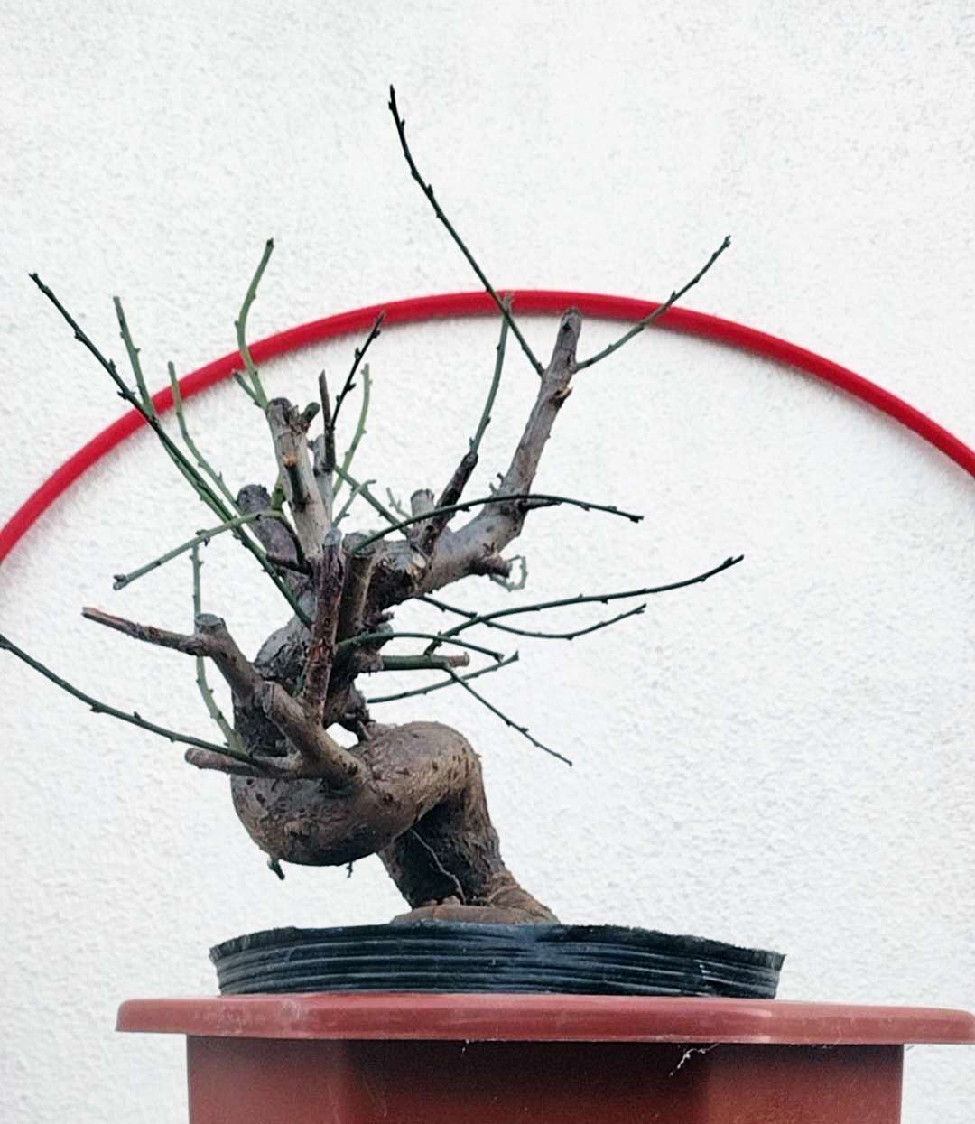 Rare Red GuLiHong Japanese Apricot Bonsai (Prunus mume) – 15+ Year Old Flowering Specimen