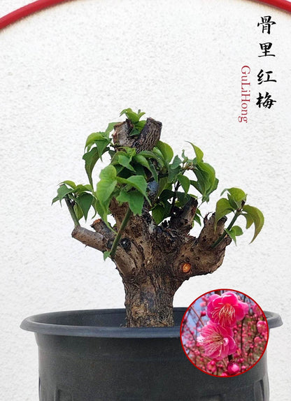 Prunus mume Japanese Apricot Bonsai Dwarf Red plum White plum– 12+ Year Old without Buds
