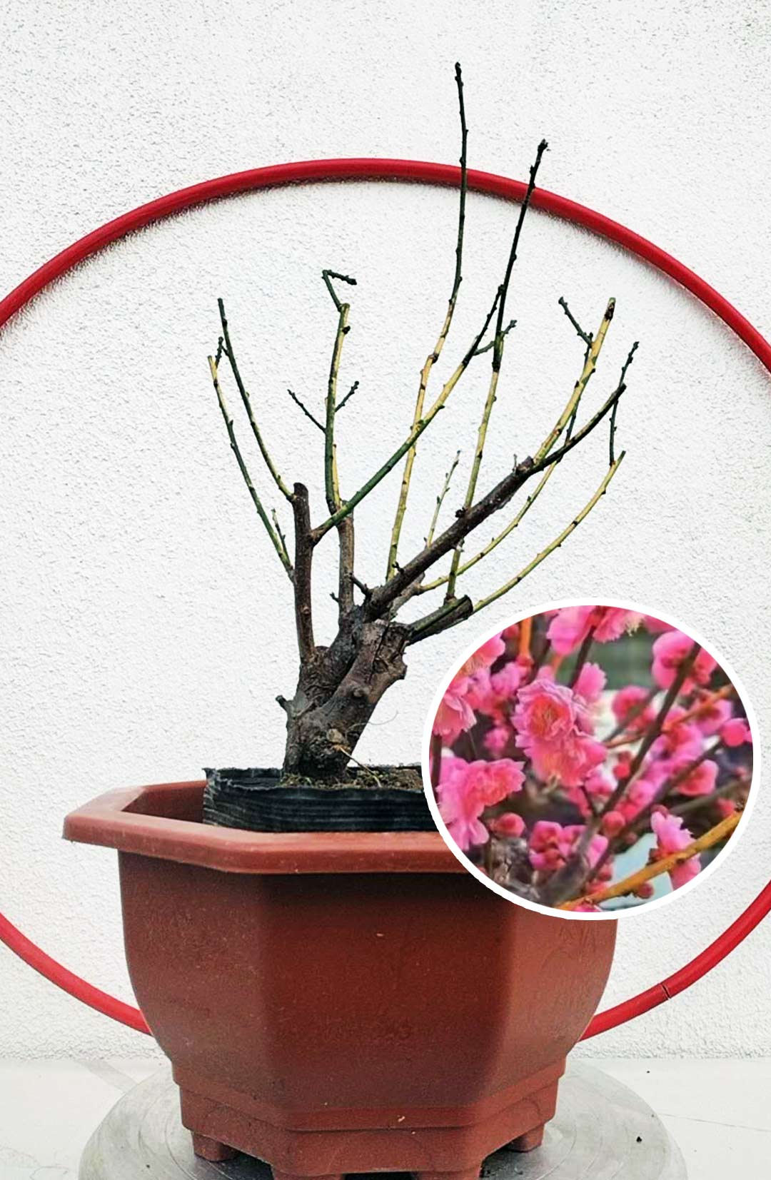 Rare 'Golden Brocade Branches' Japanese Apricot Bonsai (Prunus mume) – 8+ Year Old with Buds