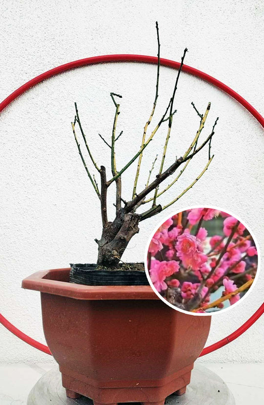 Rare 'Golden Brocade Branches' Japanese Apricot Bonsai (Prunus mume) – 8+ Year Old with Buds