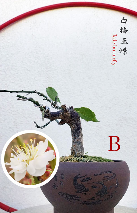 Rare Jade Butterfly Japanese Apricot Bonsai (Prunus mume) with pot – 8+ Year Old CYMUS Orchids Sale
