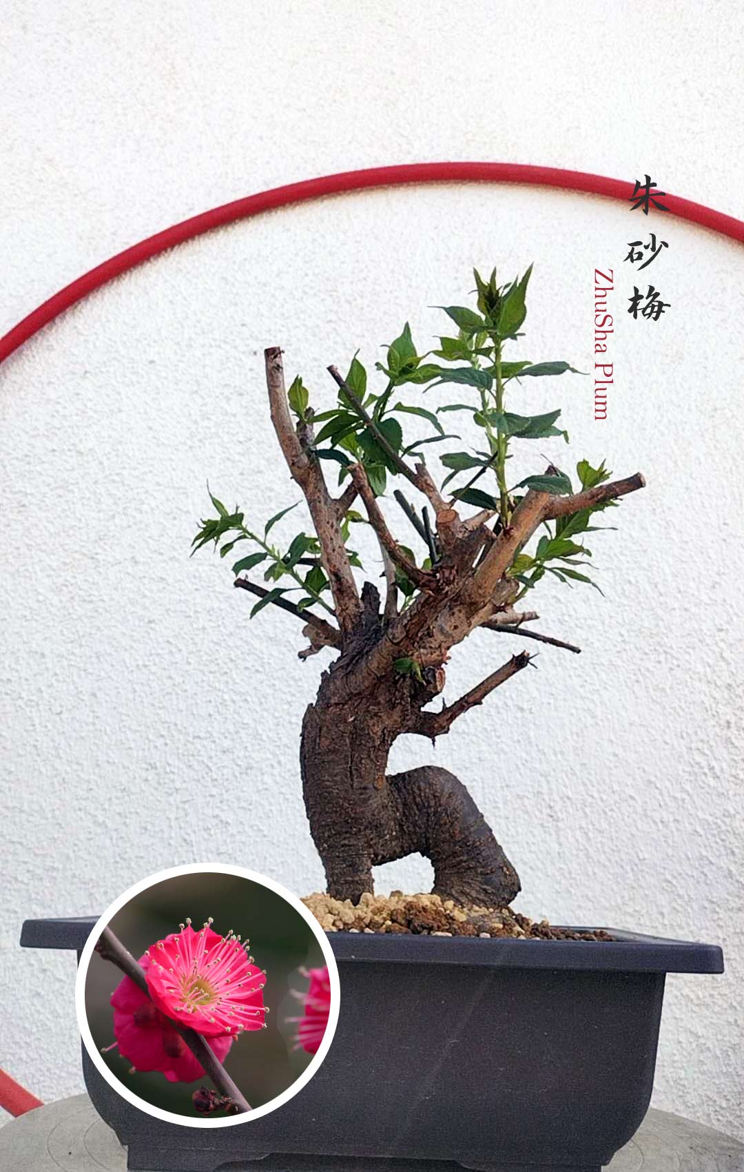 Rare Red-Zhusha Japanese Apricot Bonsai (Prunus mume) with pot – 5+ Year Old