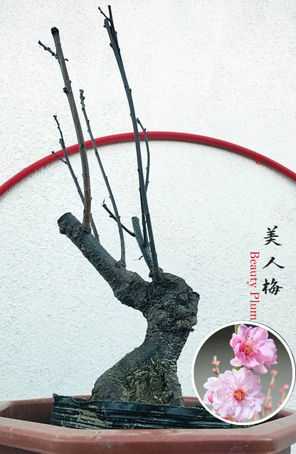 Rare MeiRen Japanese Apricot Bonsai (Prunus mume) – 8+ Year Old with Buds