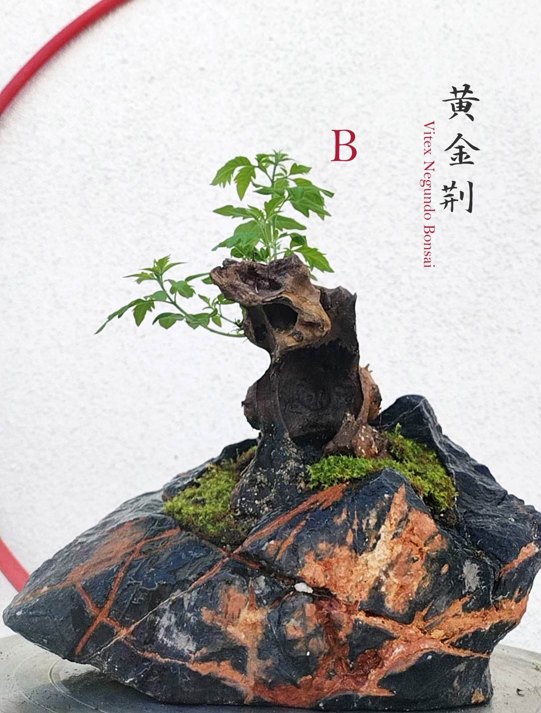 Chinese Chaste Tree Bonsai (Vitex negundo) – Five-Leaved Chaste Tree with pot