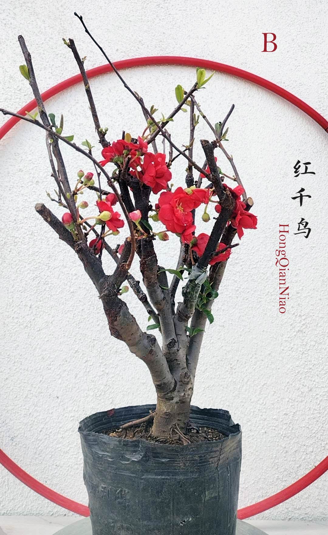Red Chaenomeles Bonsai – Japanese Flowering Quince ‘Red Chidori’ Cold Hardy with pot