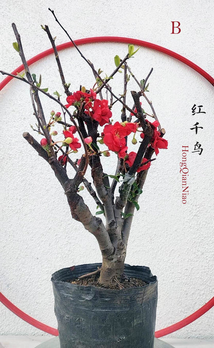 Red Chaenomeles Bonsai – Japanese Flowering Quince ‘Red Chidori’ Cold Hardy with pot
