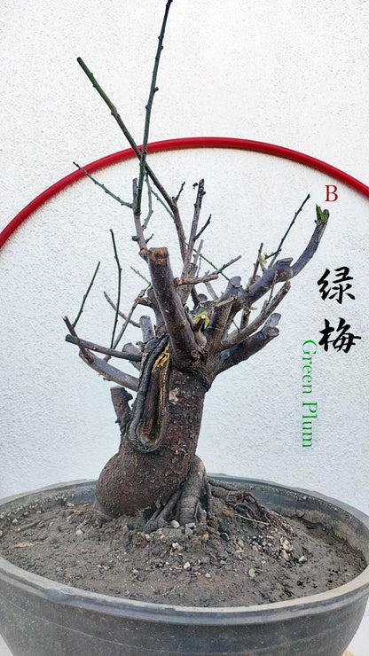 Rare Green Calyx Japanese Apricot Bonsai (Prunus mume) – 25+ Year Old with Flower Buds