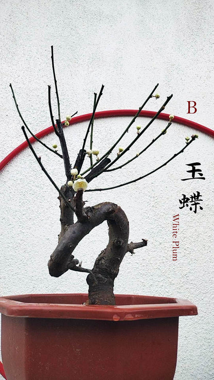 Rare Jade Butterfly Japanese Apricot Bonsai (Prunus mume) – 15+ Year Old in Bud