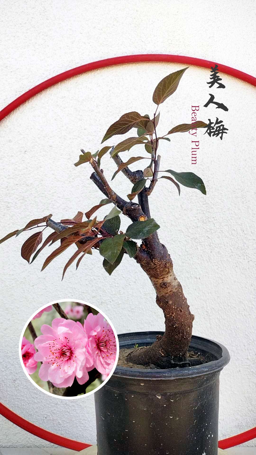 apricot bonsai tree Rare MeiRen Japanese Apricot Bonsai (Prunus mume) with pot 8+ Year Old