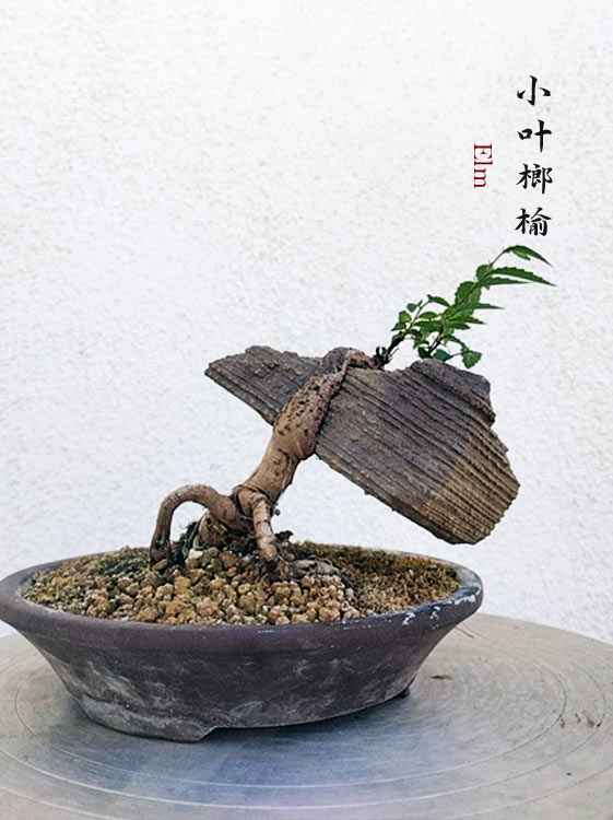 Chinese Maple | Jin Dan Zi Bonsai | Calamus | Chinese Elm