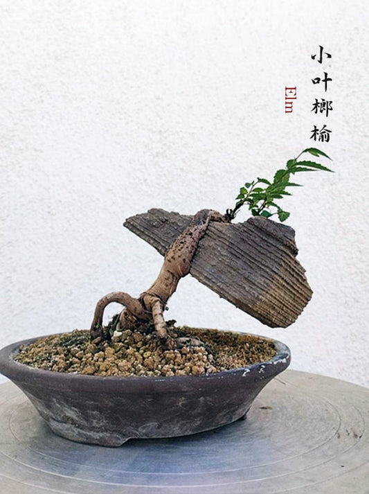 Chinese Elm Root-over-XinJiang Rock Bonsai – Beginner Friendly easy care shipping with pot