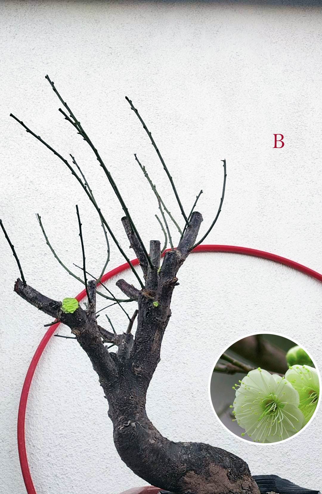 Rare Green Calyx Japanese Apricot Bonsai (Prunus mume) – 12+ Year Old with Flower Buds