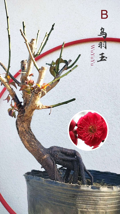 Rare WuYuYu Japanese Apricot Bonsai (Prunus mume) – 乌羽玉 8+ Year Old in Buds with pot