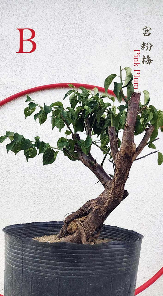 Rare Pink Japanese Apricot Bonsai (Prunus mume) 15+ year old