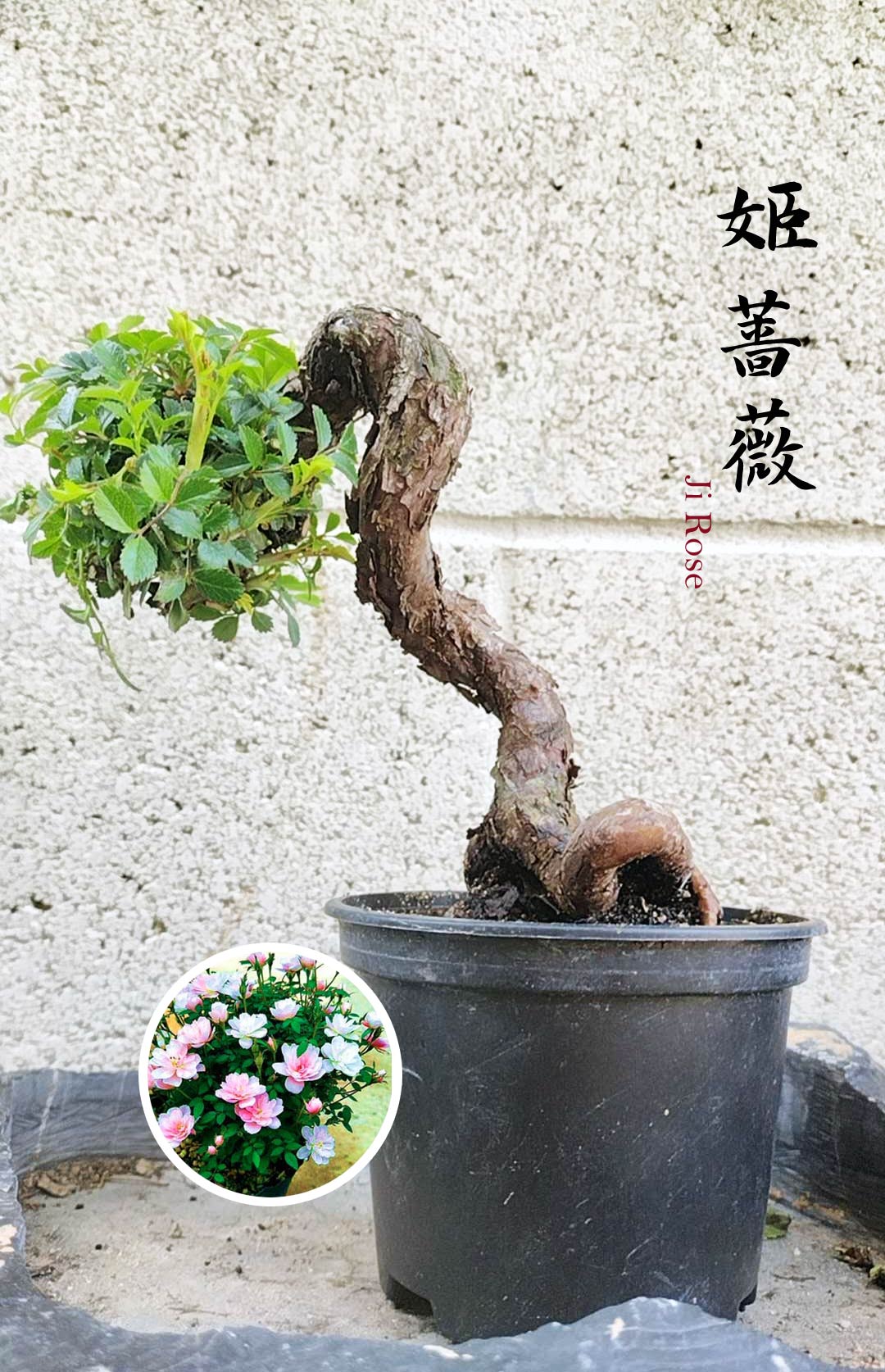 Mini cute Ji Rose with white pot 姬蔷薇 迷你可爱盆景 Bonsai Live Green Bonsai Tree  Indoor outdoor Gardening Live Houseplant Home Decor Gift