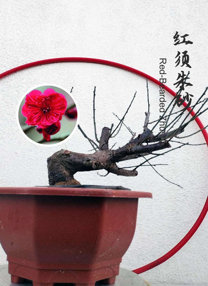 Rare Red-Bearded Zhusha Japanese Apricot Bonsai (Prunus mume) – 12+ Year Old with Buds