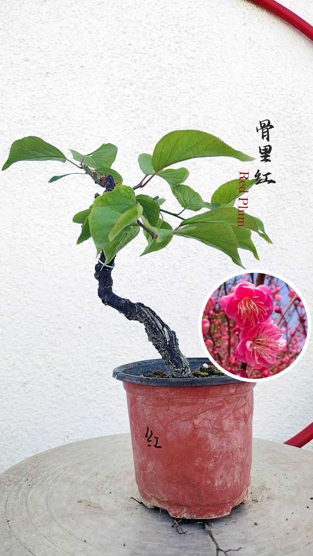 Prunus mume Japanese Apricot Bonsai Dwarf Red plum White plum– 12+ Year Old without Buds