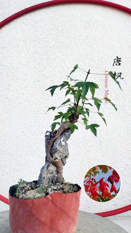Authentic Chinese Trident Maple cover rock- Fiery Red Fall Colors, Old Style Nebari with pot
