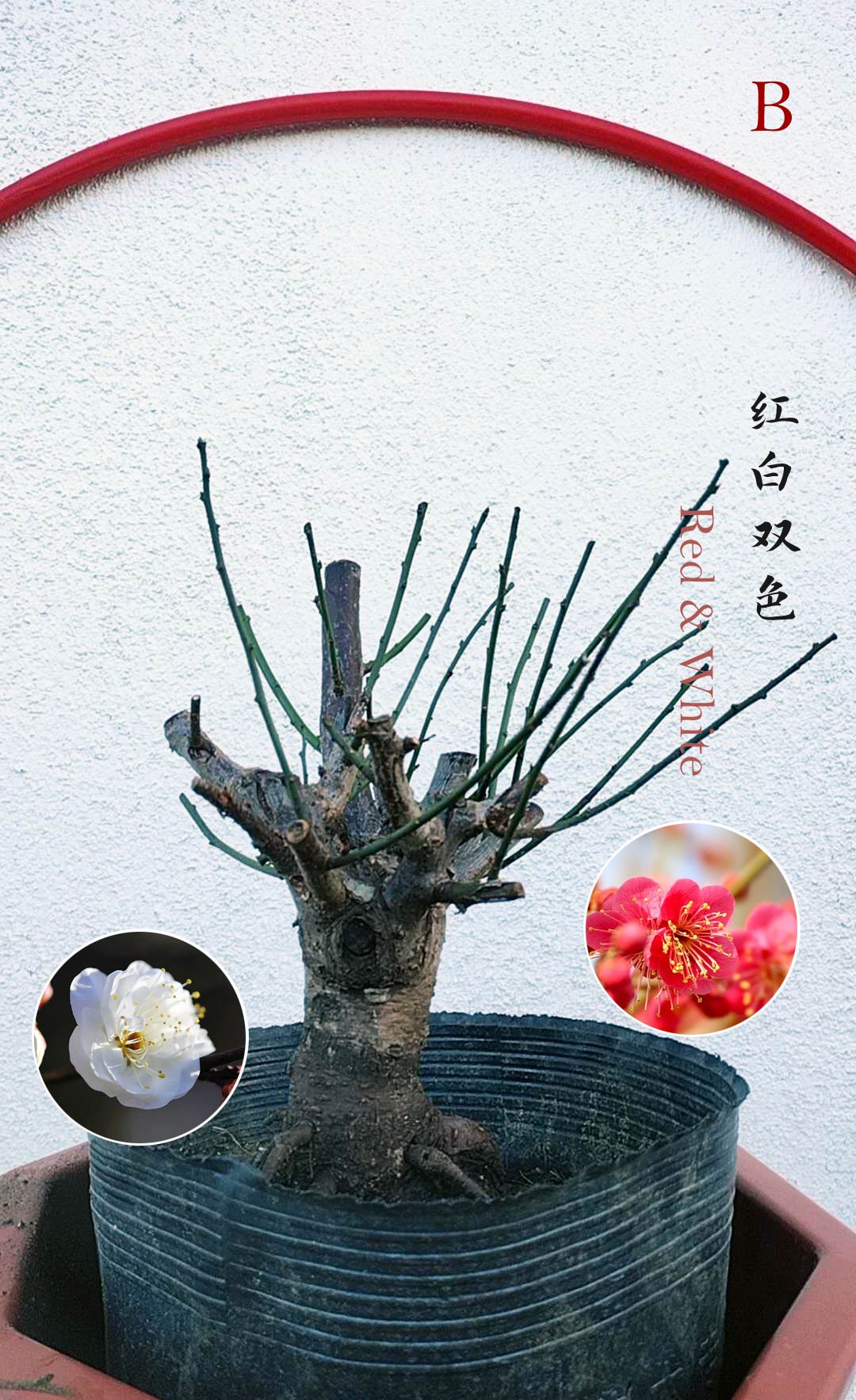 Rare Red white Japanese Apricot Bonsai (Prunus mume) 15+ year old Double Color Grafted