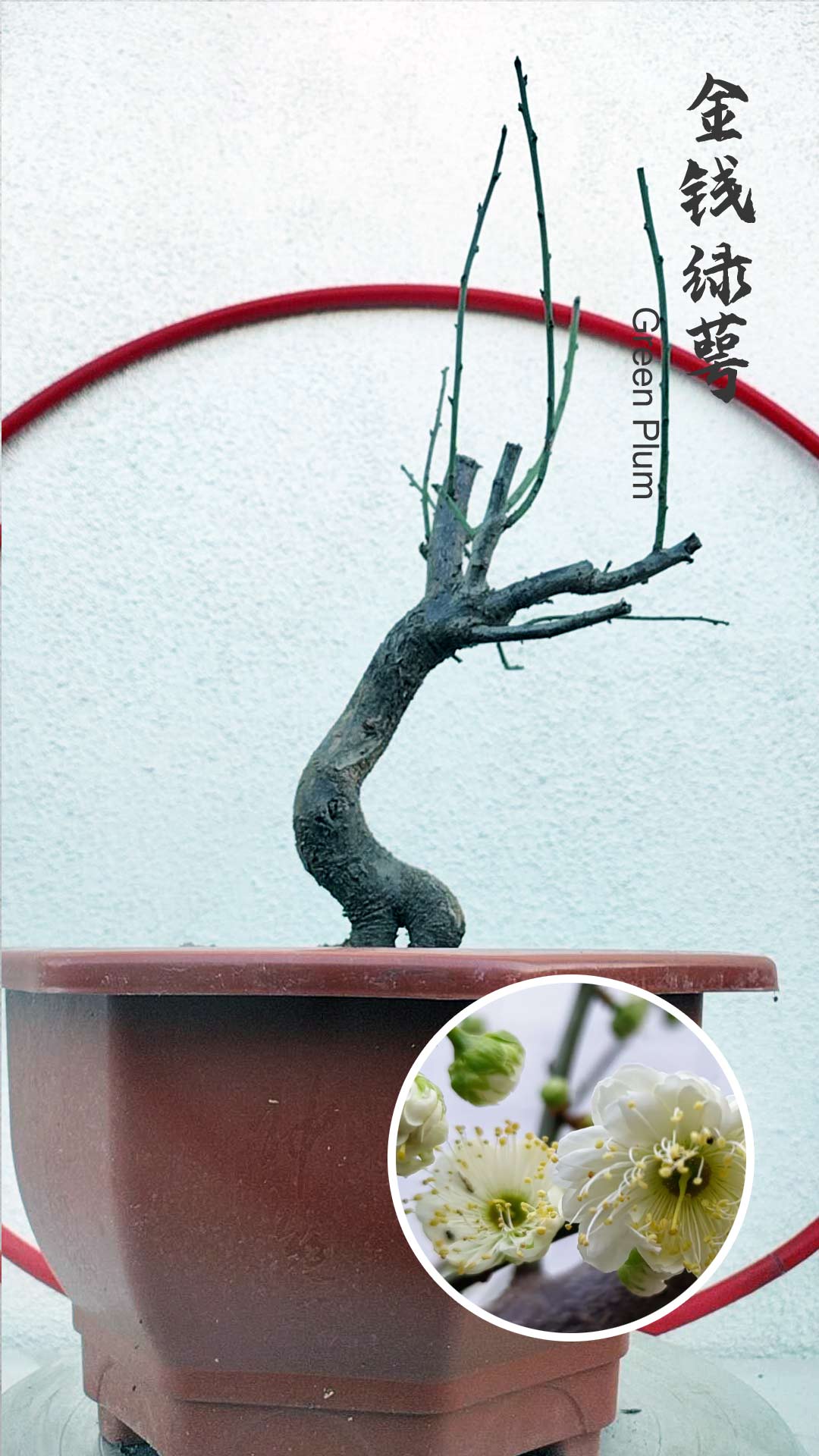 Rare Green Japanese Apricot Bonsai (Prunus mume) – 5+ Year Old with Buds