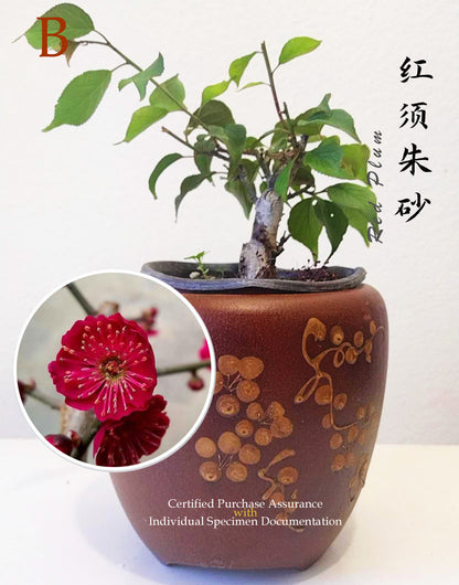10 years old Bonsai  Plum blossom without buds without pot 红梅 Red plum