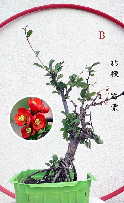 Red Flowering Quince Bonsai -Chinese flowering crabapple | Chaenomeles Speciosa | Dense Red Blooms