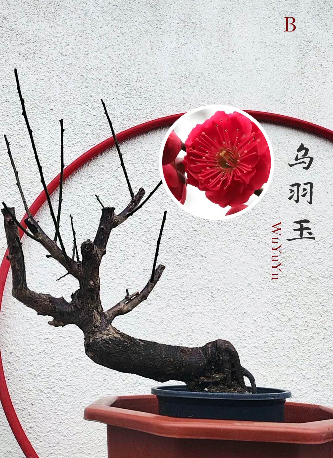 Rare WuYuYu Japanese Apricot Bonsai (Prunus mume) – 乌羽玉 8+ Year Old in Buds