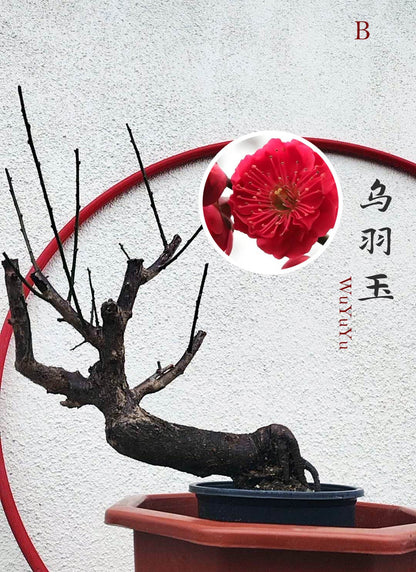 Rare WuYuYu Japanese Apricot Bonsai (Prunus mume) – 乌羽玉 8+ Year Old in Buds