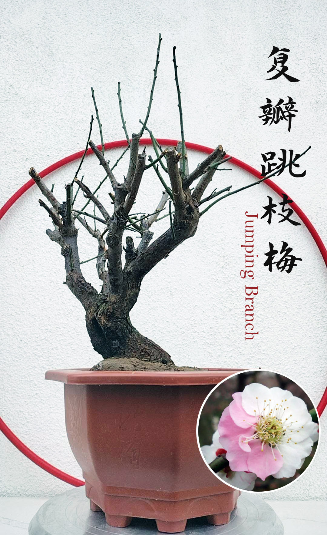 Rare Jumping Branch Japanese Apricot Bonsai (Prunus mume) – 15+ Year Old with Buds