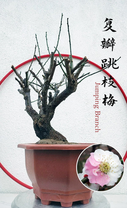 Rare Jumping Branch Japanese Apricot Bonsai (Prunus mume) – 15+ Year Old with Buds