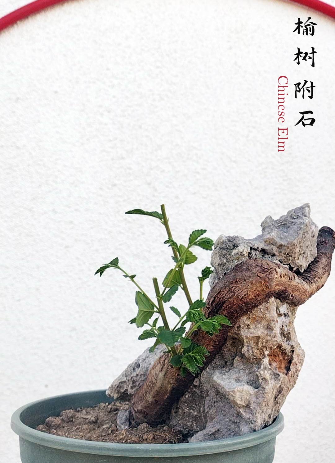 Chinese Elm Root-over-Rock Bonsai – Beginner Friendly easy care shipping with pot