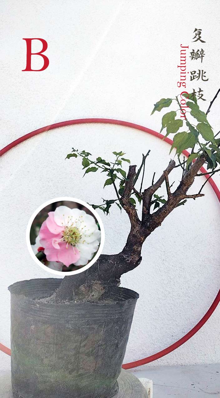 Plum Blossom Bonsai (Japanese Apricot) & Cymbidium | CYMUS Nursery
