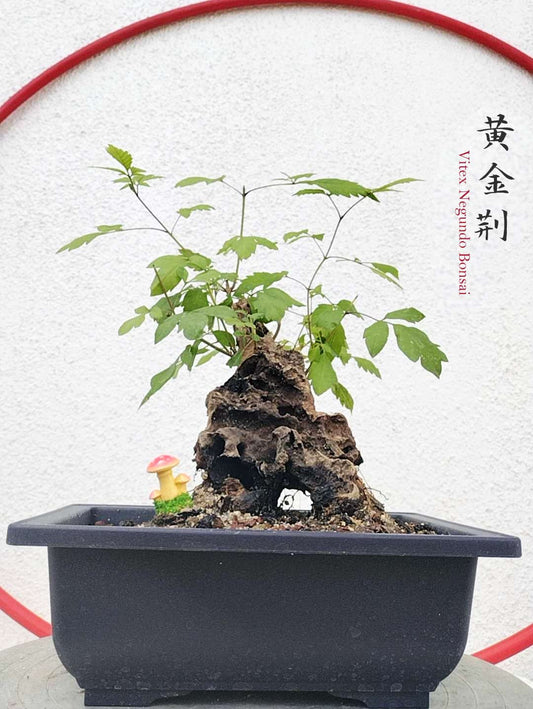 Chinese Chaste Tree Bonsai (Vitex negundo) – Five-Leaved Chaste Tree with pot