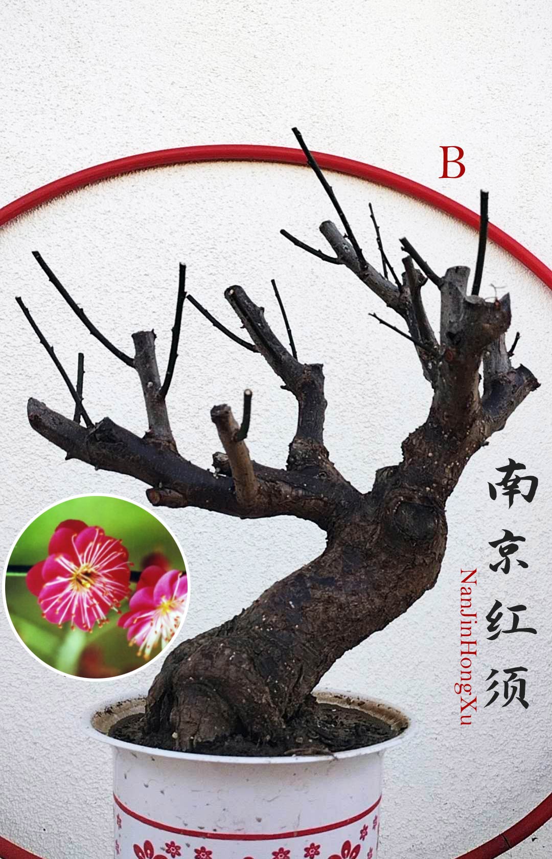 Rare 'NanJingHongXu' Japanese Apricot (Prunus mume)–10+ Year Old 南京红须