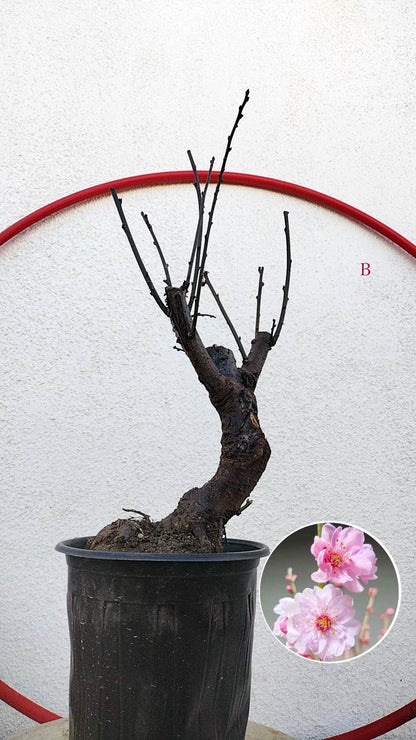 Rare MeiRen Japanese Apricot Bonsai (Prunus mume) – 8+ Year Old with Buds