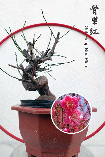 Rare Red GuLiHong Japanese Apricot Bonsai (Prunus mume) – 15+ Year Old Flowering Specimen