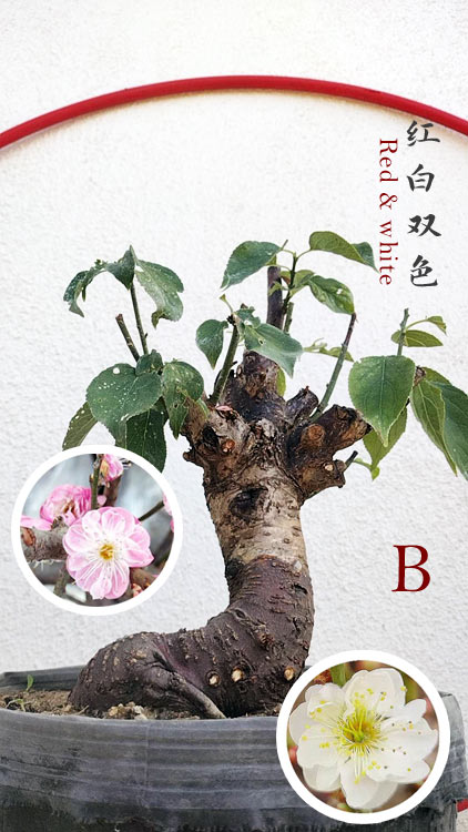 Rare Red-White Japanese Apricot Bonsai (Prunus mume) 15+ Year Old Double Color Grafted CYMUS Orchids Sale