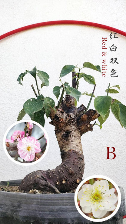 Rare Red-White Japanese Apricot Bonsai (Prunus mume) 15+ Year Old Double Color Grafted CYMUS Orchids Sale